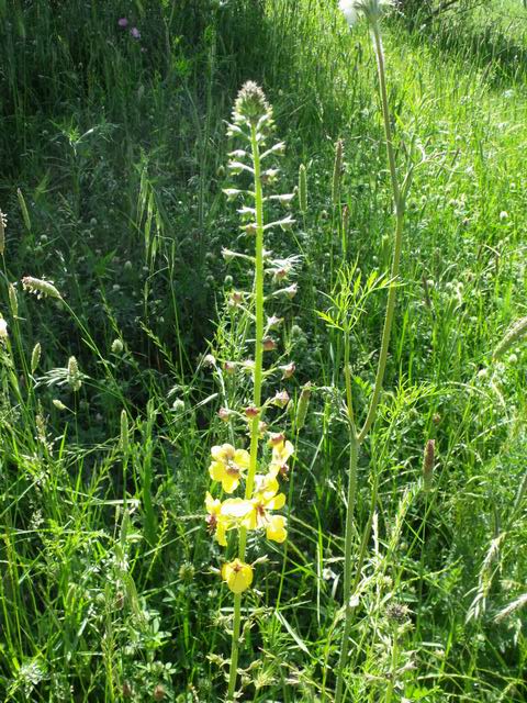 Verbascum blattaria